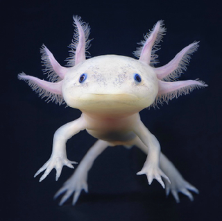 Illustration for article titled Tim Flach's intimate animal portraits reveal nature's human side